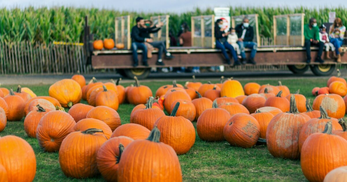 Pumpkin-Patches